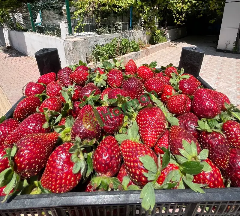 Taze kaliteli gerçek aromalı ÇİLEK