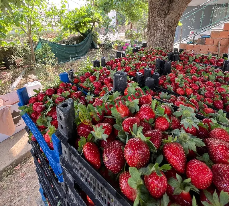 Taze kaliteli gerçek aromalı ÇİLEK