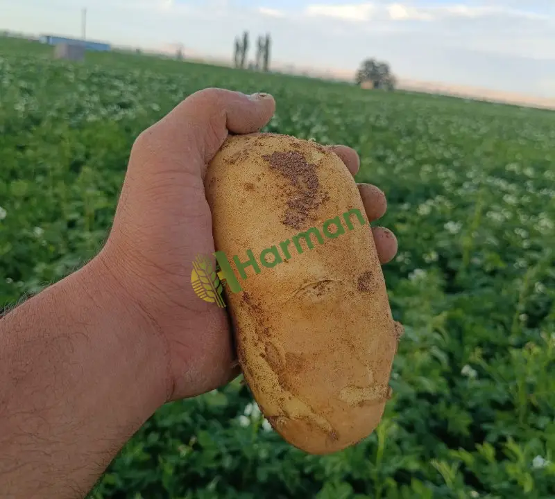 Taze kızartmalık patates