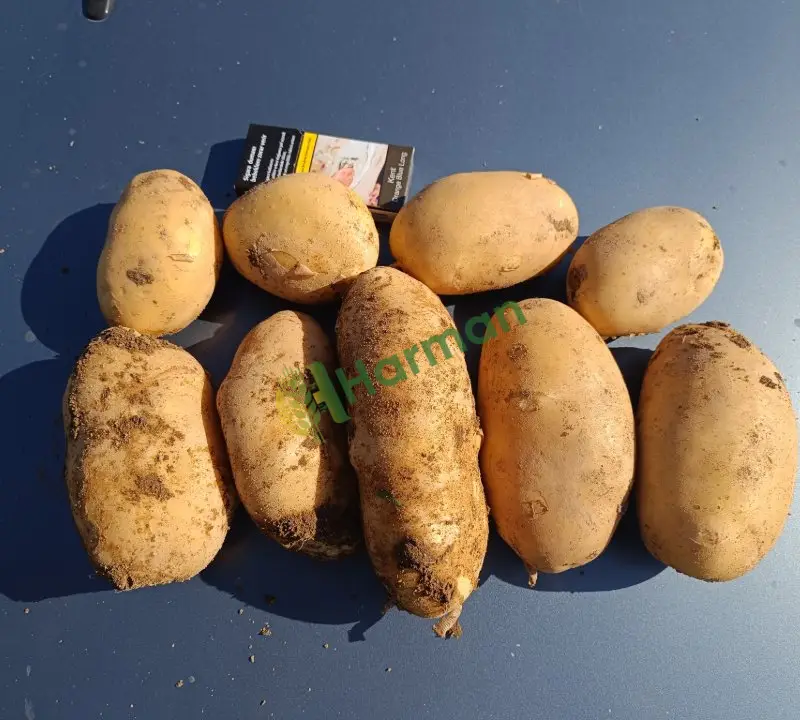 Taze kızartmalık patates