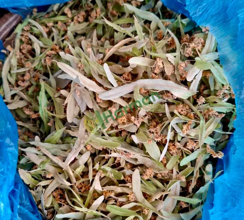 Taze kuru ıhlamur