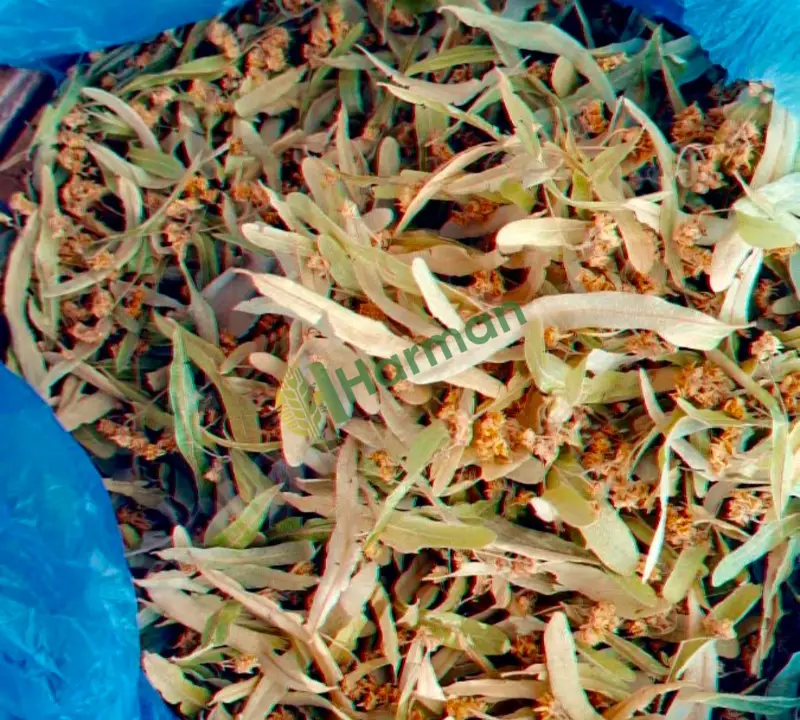 Taze kuru ıhlamur