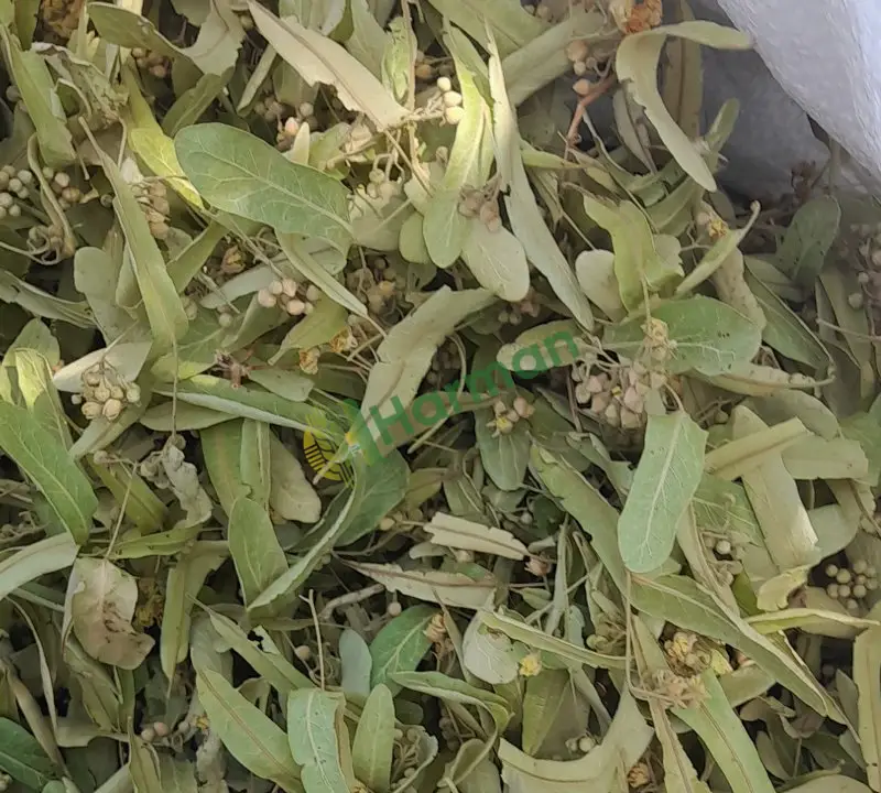 Taze Kuru Ihlamur