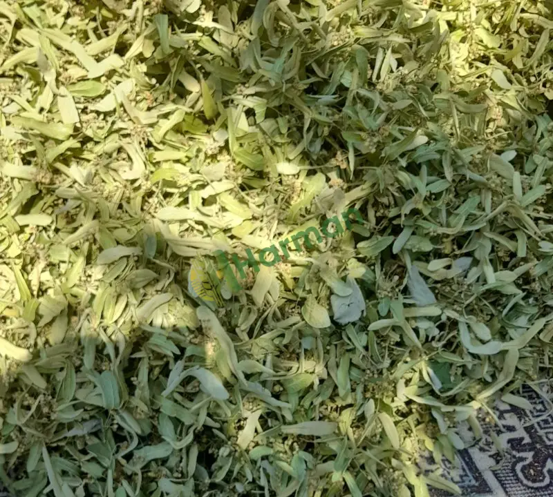 Taze Kuru Ihlamur
