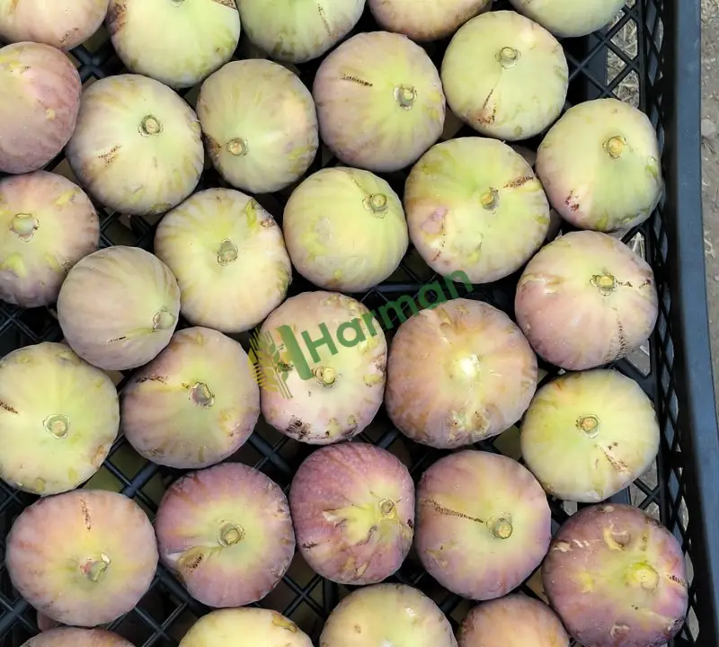 Taze mor inçir
