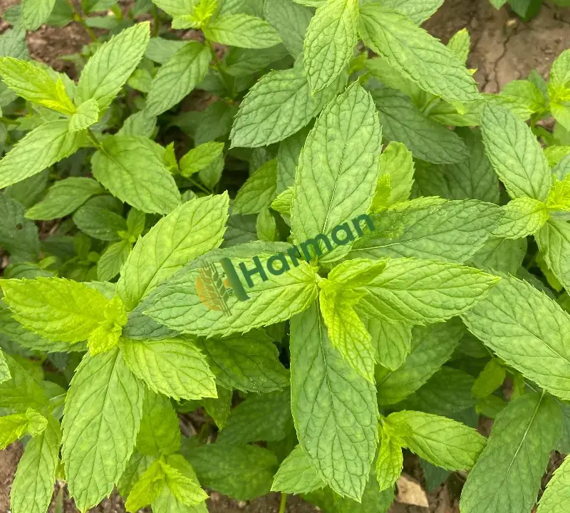 NANE hal fiyatı
