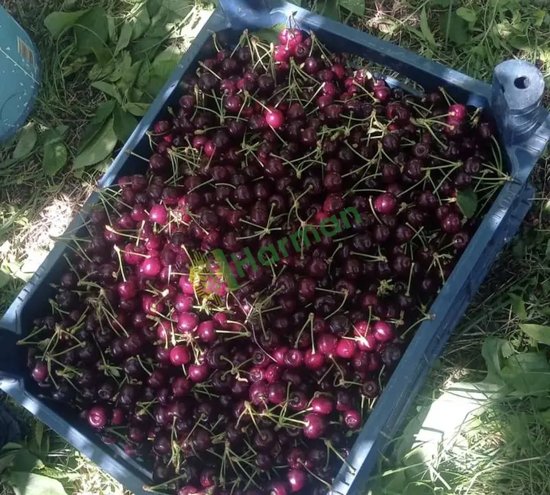Taze Napolyon Kırmızı ve Sarı kiraz
