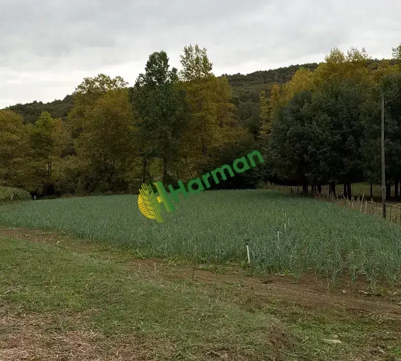 Taze pırasa samsun bafra