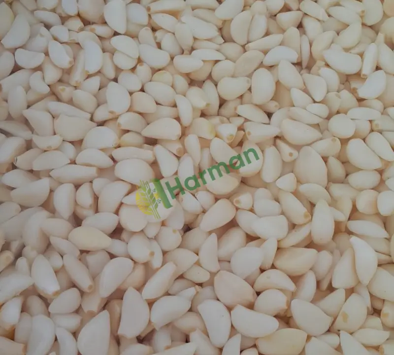 Taze soyulmuş sarımsak 🧄