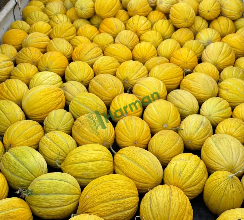 Kavun hal fiyatı