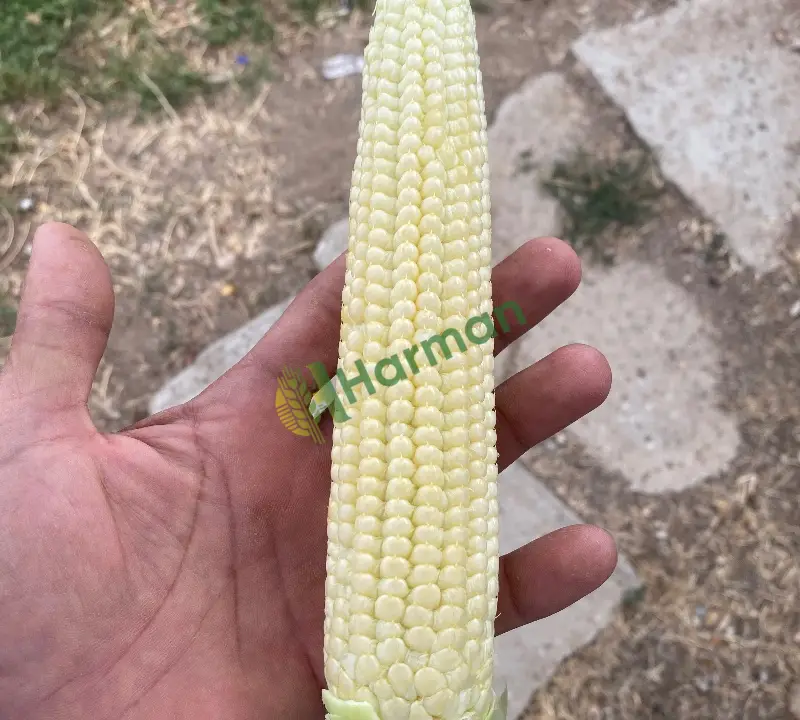 Taze süt mısır 15 güne kırılır çumra