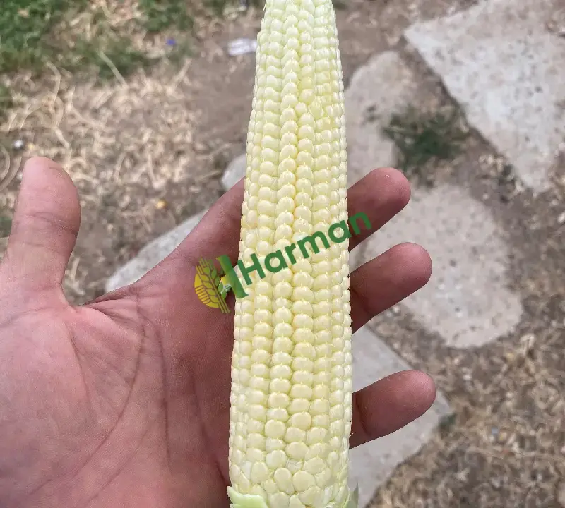Taze süt mısır 15 güne kırılır çumra