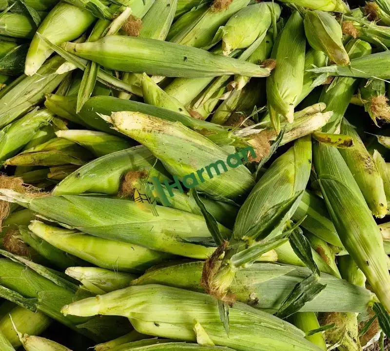 Taze Süt Mısırı - 2