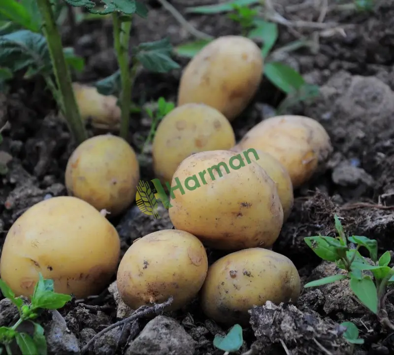 Taze tarladan söküm yeni patates aranıyor - Kırklareli Lüleburgaz