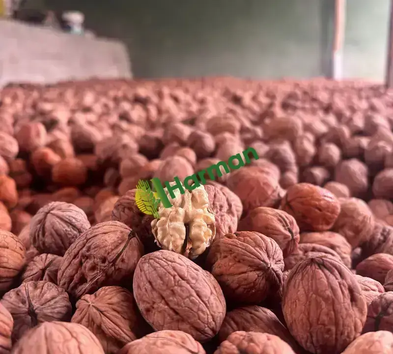 Taze Taze Dalından Kabuğu Soyulmuş Yaş Ceviz - 5
