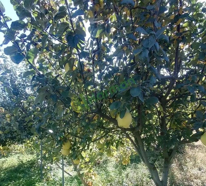 Taze temiz ayva
