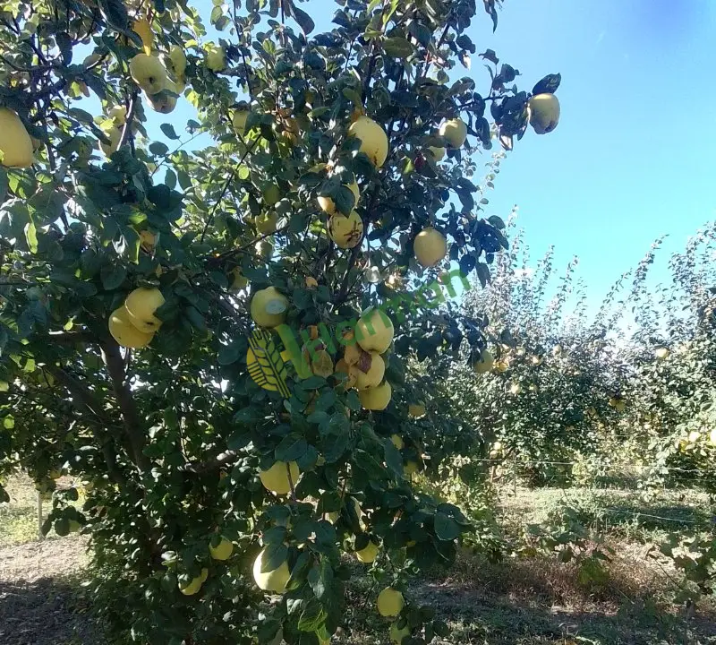 Taze temiz ayva