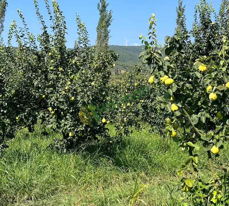 Ayva hal fiyatı