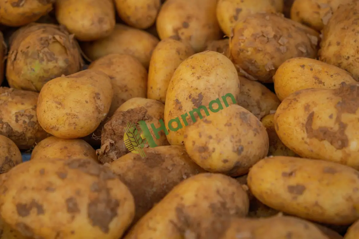 Taze turfanda patates, ince kabuklu yeni hasat -Ordu Ulubey