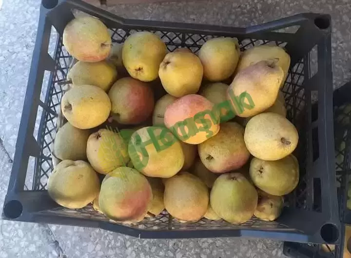 Taze ve Lezzetli Armut Satışı! 🍐