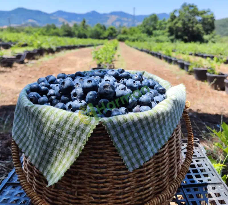 Taze Yaban Mersini ( Blueberry )