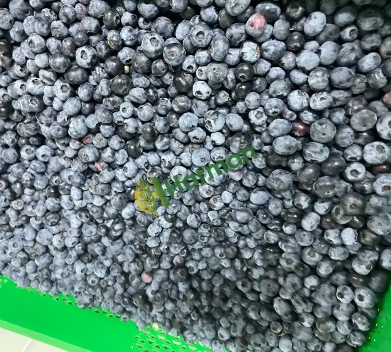 Taze Yaban Mersini ( Blueberry )