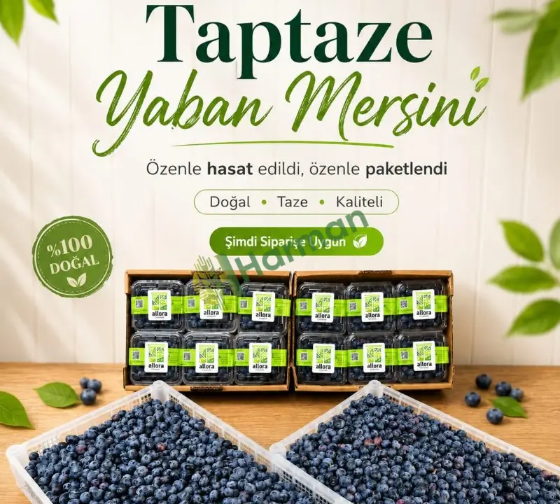 Taze Yaban Mersini