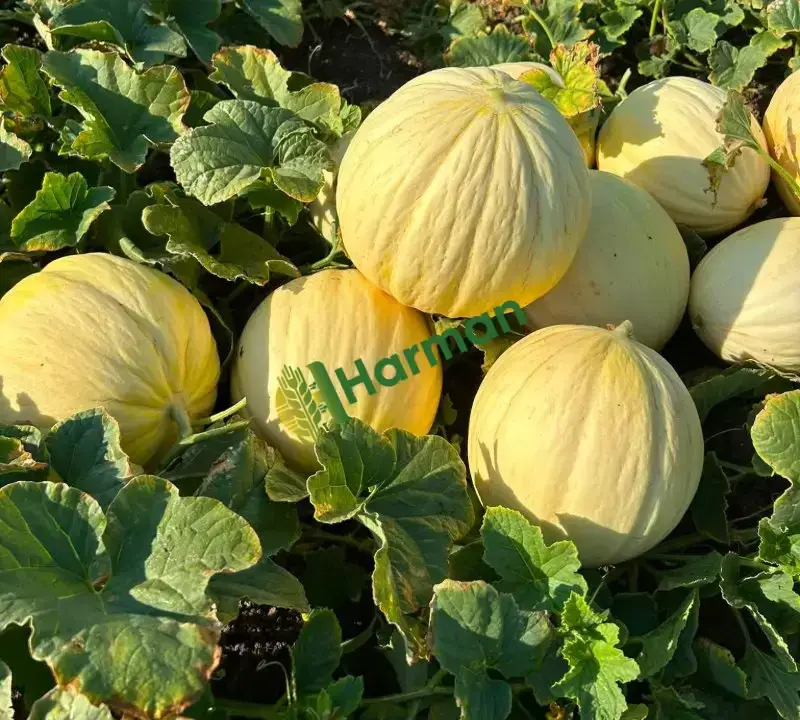 Taze yeni kırım kavun