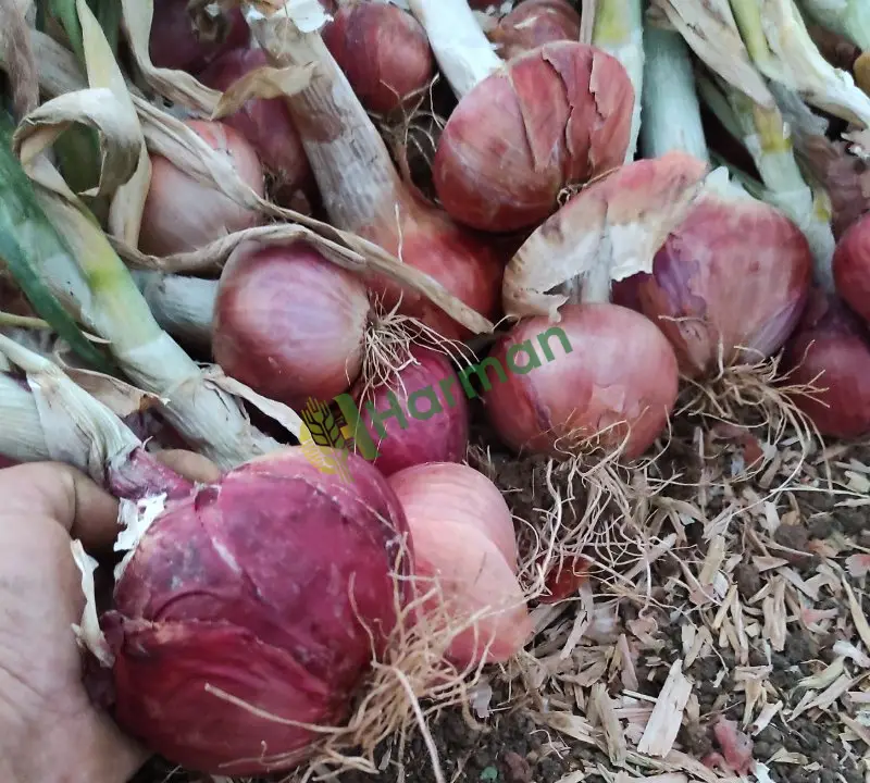 Tekirdağ Kırmızı soğan