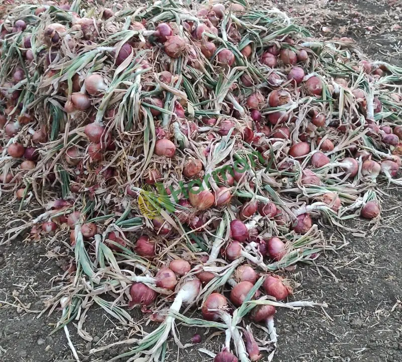 Tekirdağ Kırmızı soğan