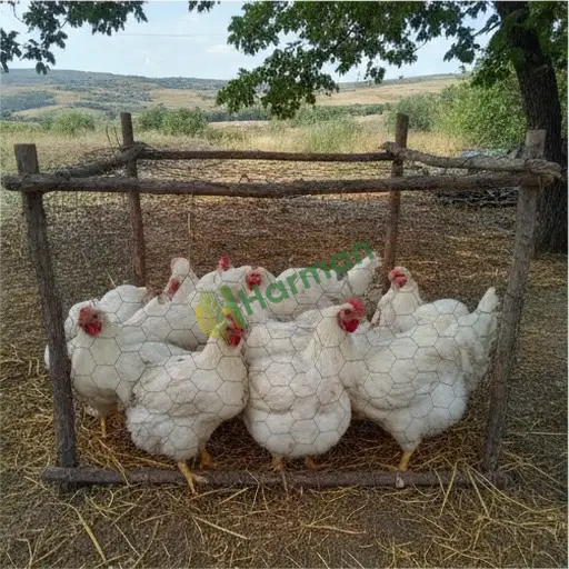 Tekirdağ Çerkezköy piliç besi alanı