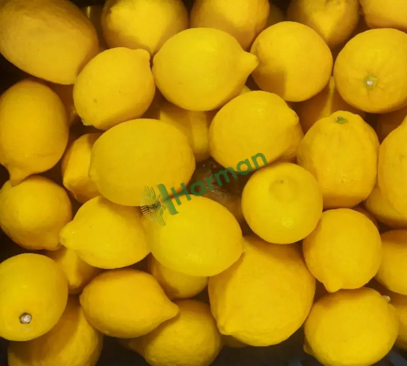 Limon hal fiyatı