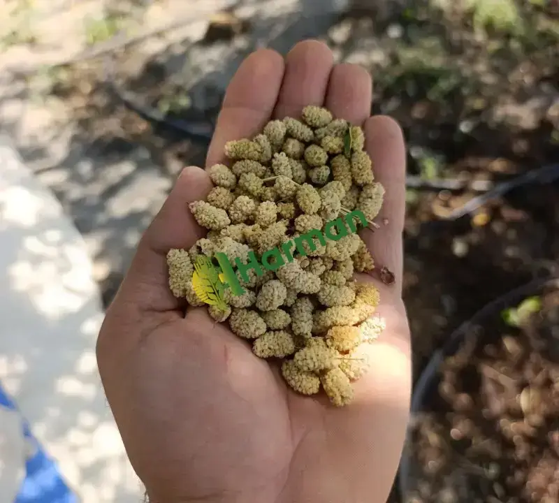 Tescilli ulukale dutu