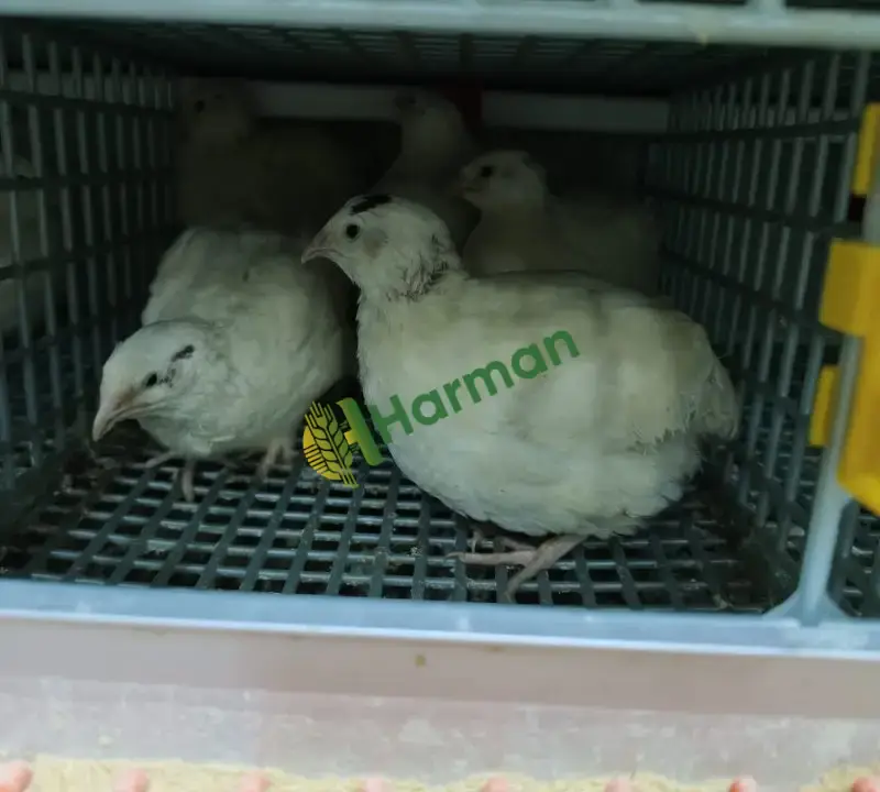 Texas bıldırcın