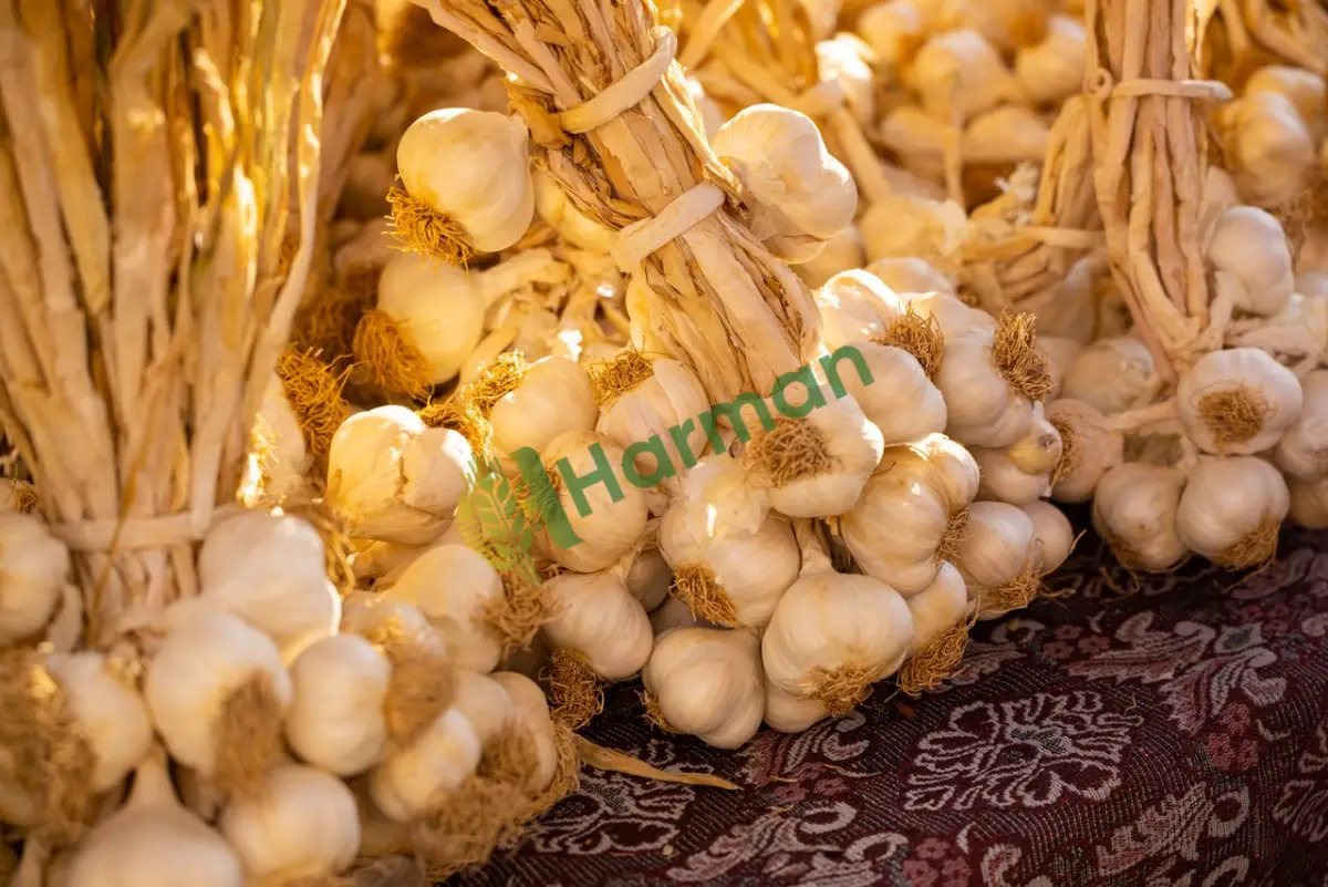 Tohumluk yapmaya uygun yerli sarımsak alınır - Elazığ Maden