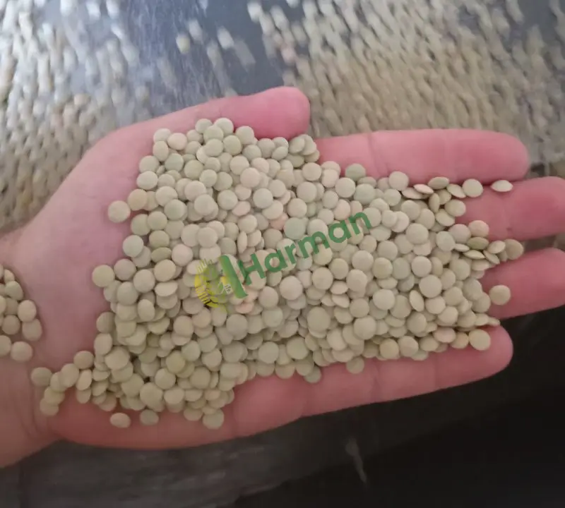 Tohumluk&Yemeklik yeşil mercimek 1. Sınıf