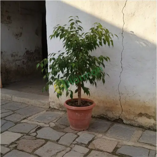 Tokat Almus ağlayan fikus arıyorum