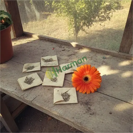 Sulusaray'dan Satılık Gerbera Tohumu