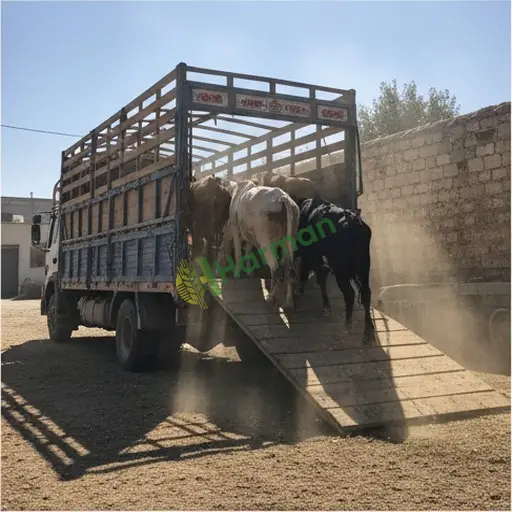 Tokat Turhal'da hayvan nakliye işi yapılır