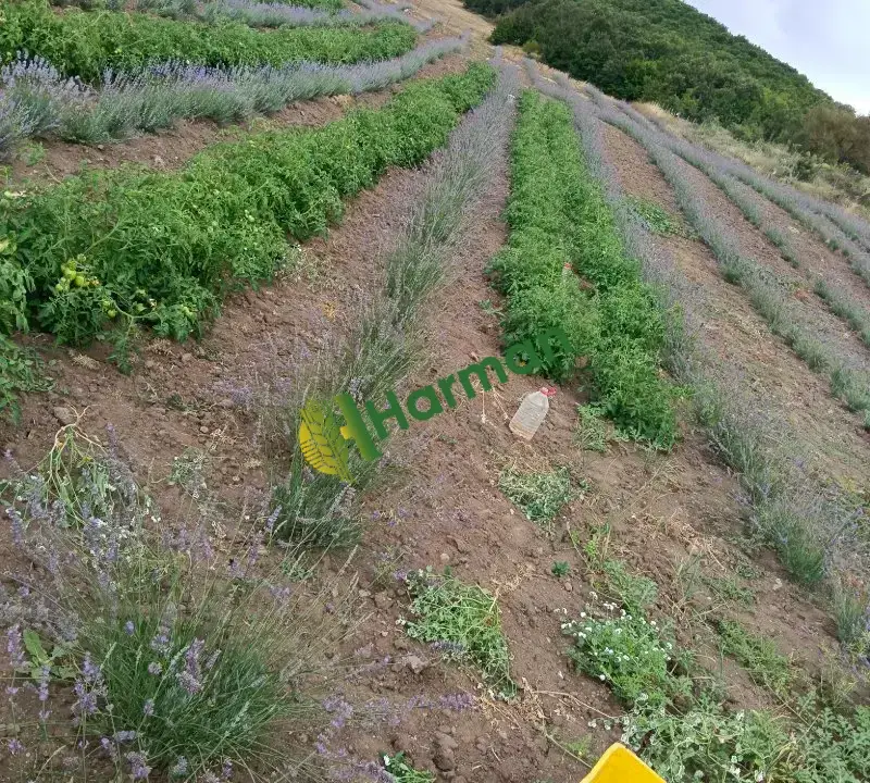 Tokat ilk hasatım kuru lavanta
