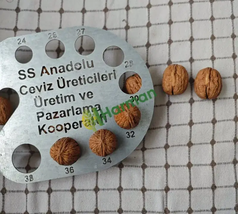 Tokat Niksar cevizi