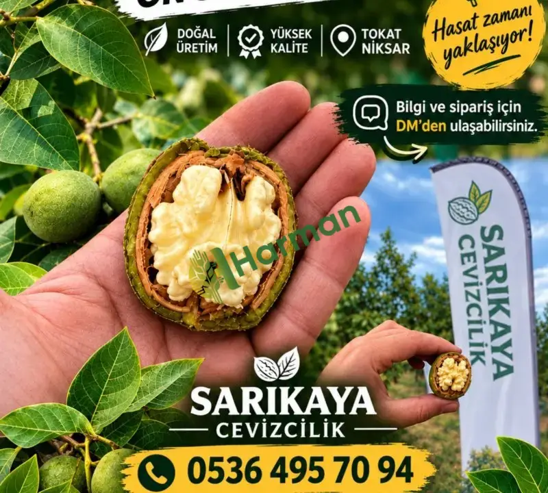 Tokat Niksar cevizi