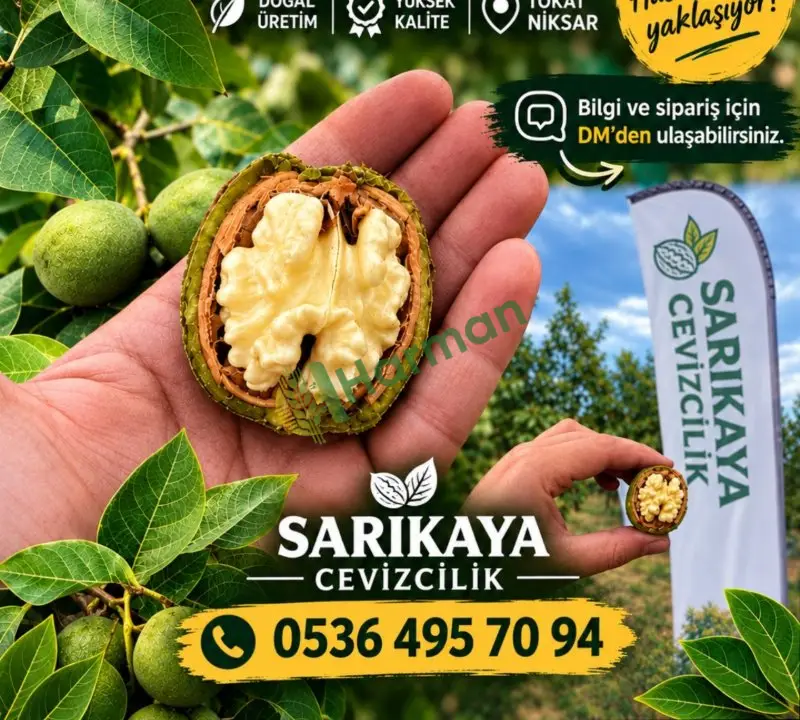 Tokat Niksar cevizi