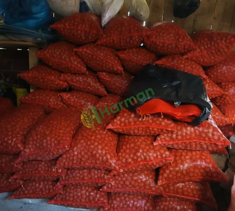 Tokat Niksar cevizi