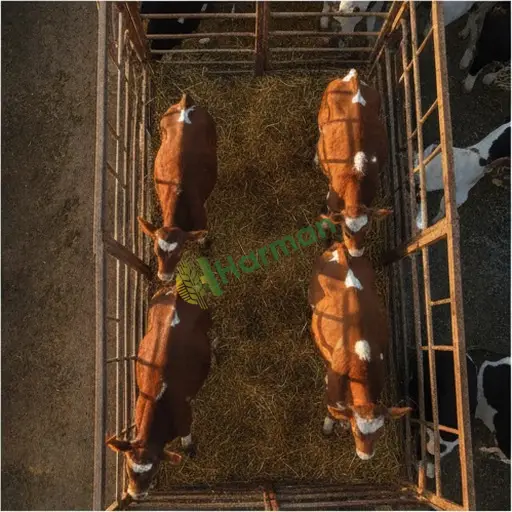 Tokat Turhal'da Besi Danası satılık
