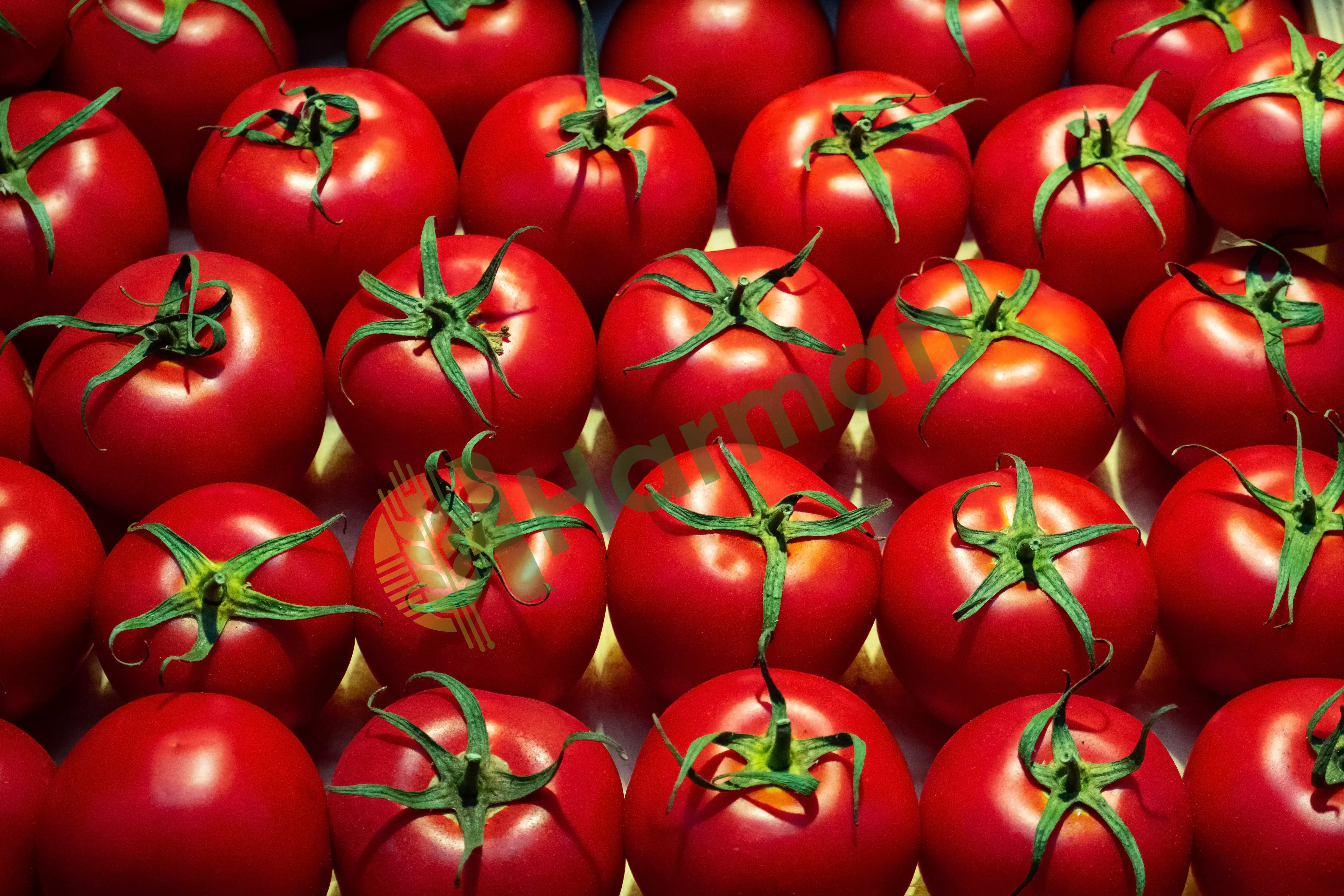Toprak Süpermarket – Domates Alımı