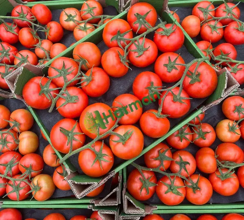 TOPRAKSIZ SALKIM SERA DOMATESİ