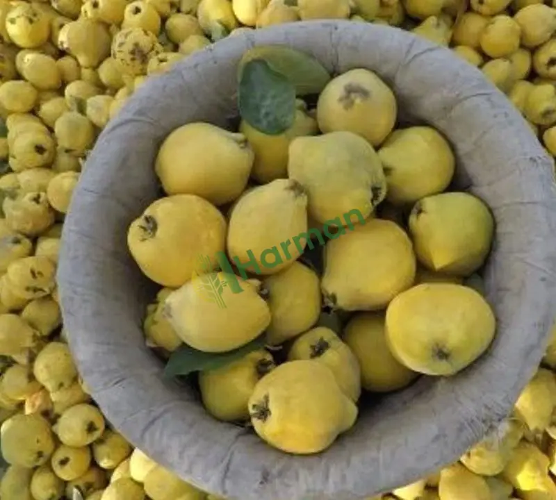 TOPTAN AYVA (SARI ALTIN)