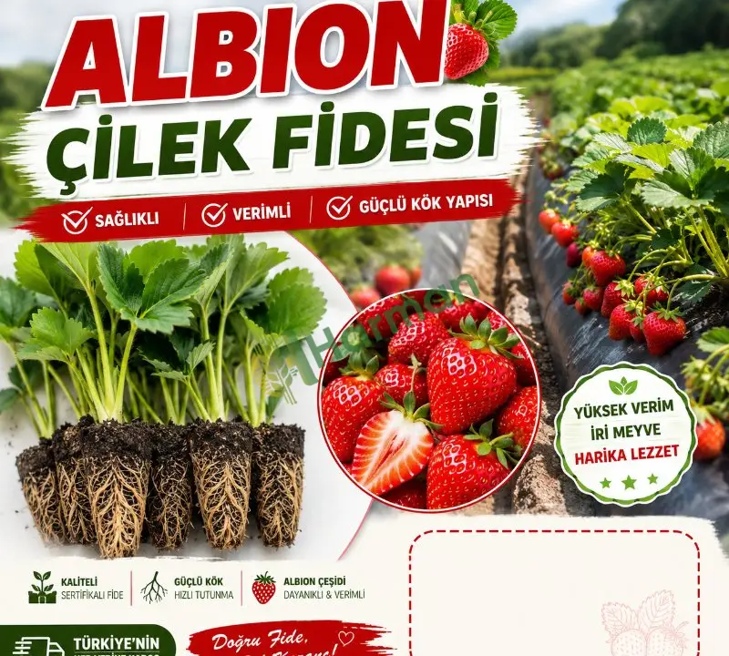 Toptan çilek fidanı