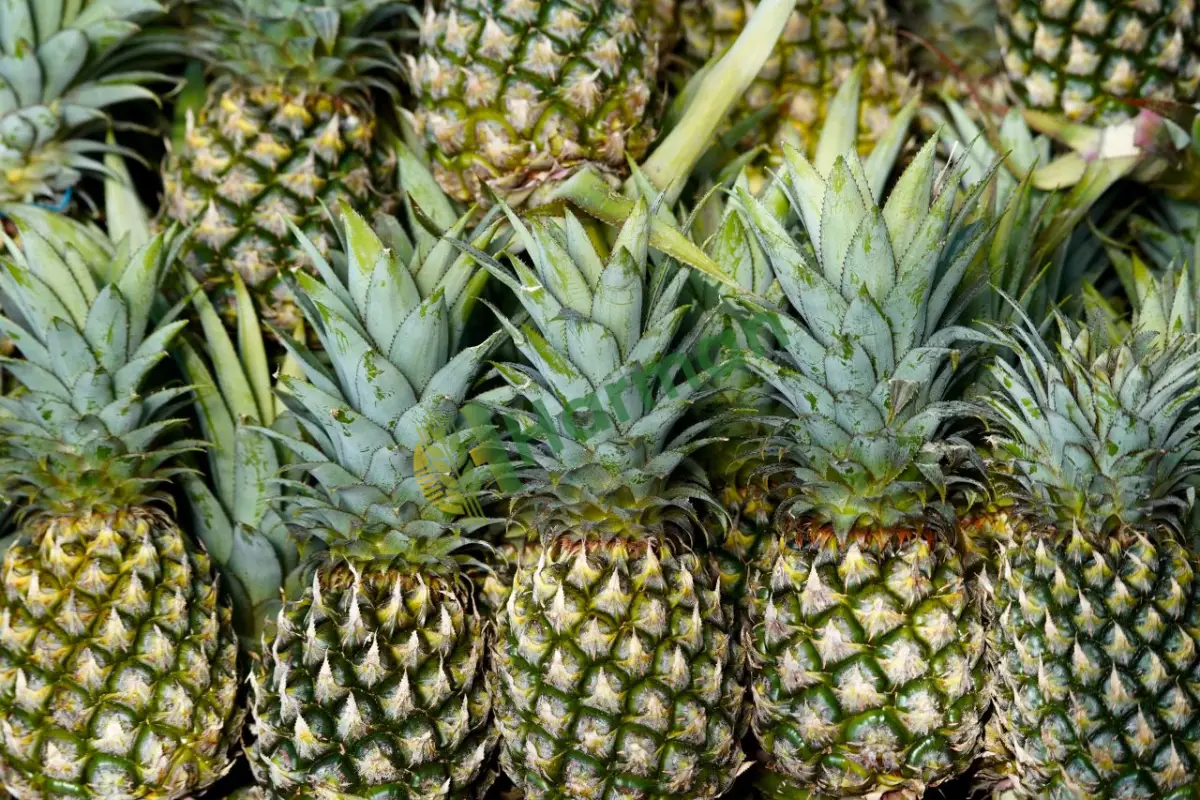 Toptan fiyata koli bazlı ithal tatlı ananas - Ankara Evren